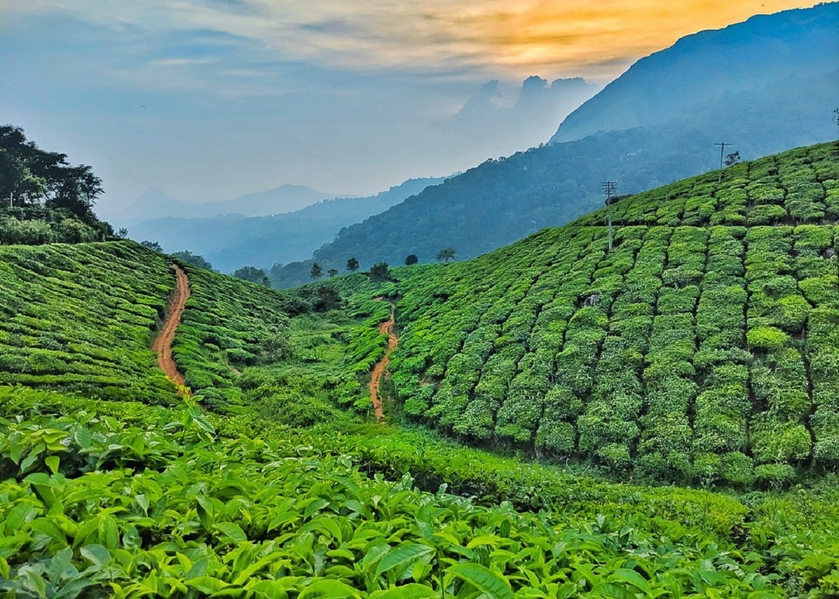 Sunrise over Munnar hills