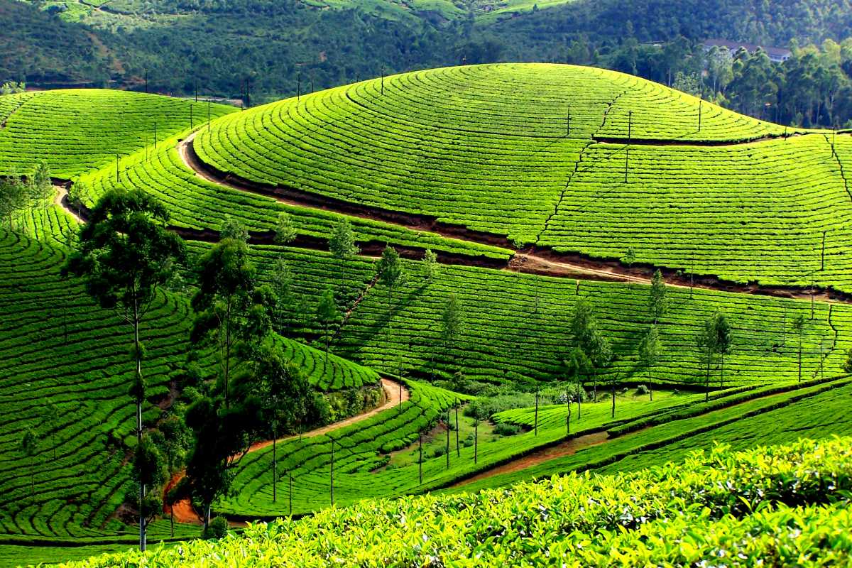 Tea estates and hills in Munnar
