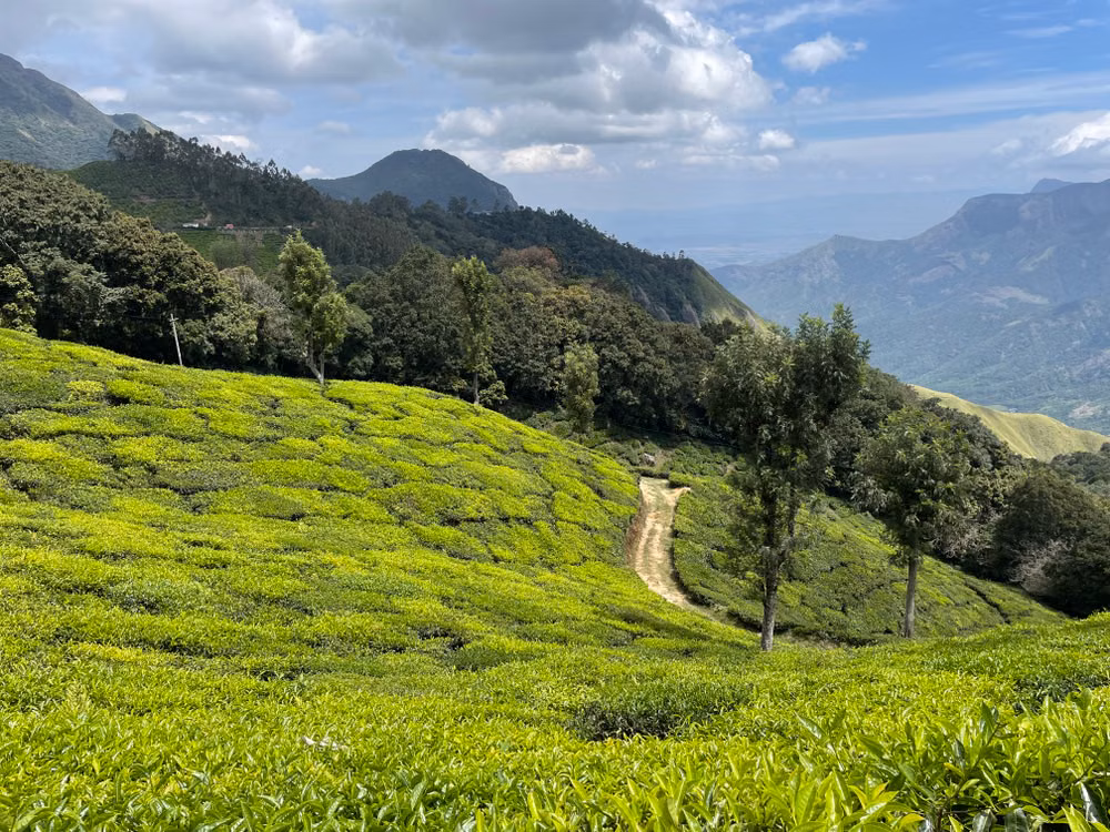 Rolling green hills of Ooty